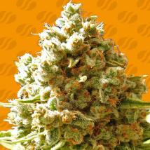 Pure Kush Cannabis Seeds