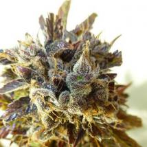 Purple Mazar cannabis seeds