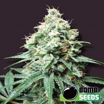 Kush Bomb Cannabis Seeds
