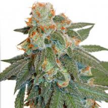 Auto Orange Bud cannabis seeds