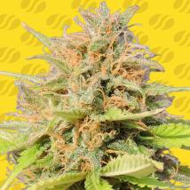 Girl Scout Cookies Auto cannabis seeds
