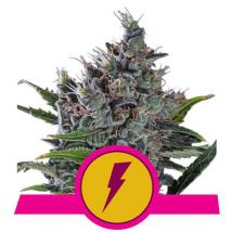 Best Seller - North Thunderfuck