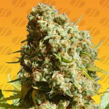 Bruce Banner #3 Fast feminized cannabis seeds