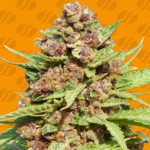 Purple Punch Cookies feminized cannabis seeds
