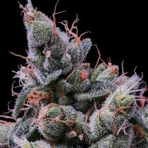 Strawberry Kush feminized cannabis seeds