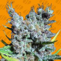 Runtz Gum Cannabis Seeds