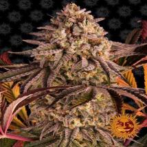 Blue Sunset Sherbert Cannabis Seeds