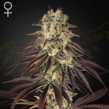 Kongs Krush feminized cannabis seeds