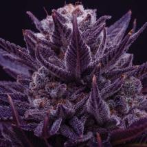 IMPERIUM X feminized cannabis seeds