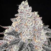 Frozen Black Cherry feminized cannabis seeds