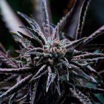Forbidden Blueprint feminized cannabis seeds