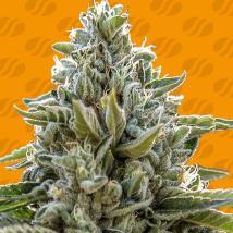 Frosted Guava feminized cannabis seeds