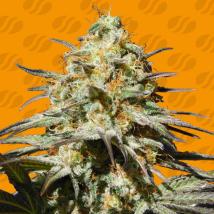 Black Orchid feminized cannabis seeds