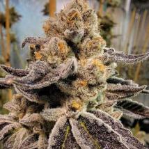 Black Rainbow Sherbet