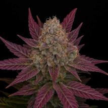 Blackberry Moonshine Auto