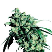Super Skunk bulk cannabis seeds
