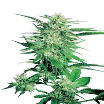 Big Bud bulk cannabis seeds