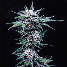 Blueberry Pancakes bulk cannabis seeds