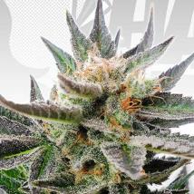 Sativa Dream bulk cannabis seeds