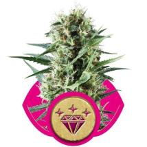 Special Kush #1 bulk cannabis seeds