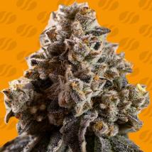 Alien Moonrocks bulk cannabis seeds