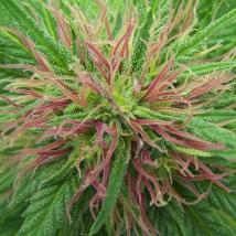 Nordle (Afghan Skunk)