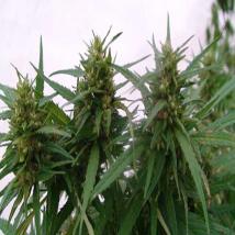 Angel Breathe (Mango Haze x Afghan Haze)