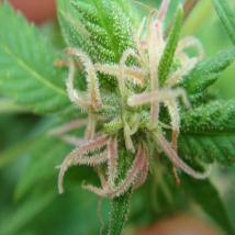 Angel Heart (Mango Haze x Afghan Skunk)