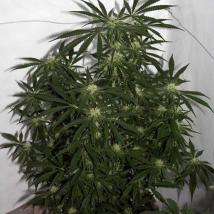 Early Haze (Early Queen x Afghan Haze)