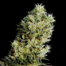 Best Seller - Amnesia Bilbo Auto