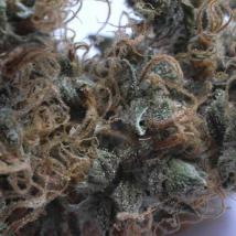 NHS (NL#5/Haze x Skunk) 