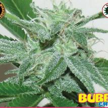 Bubble Cheese