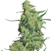 Best Seller - Nepal Kush