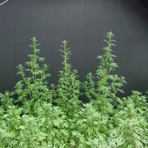 Neville's Haze Mango