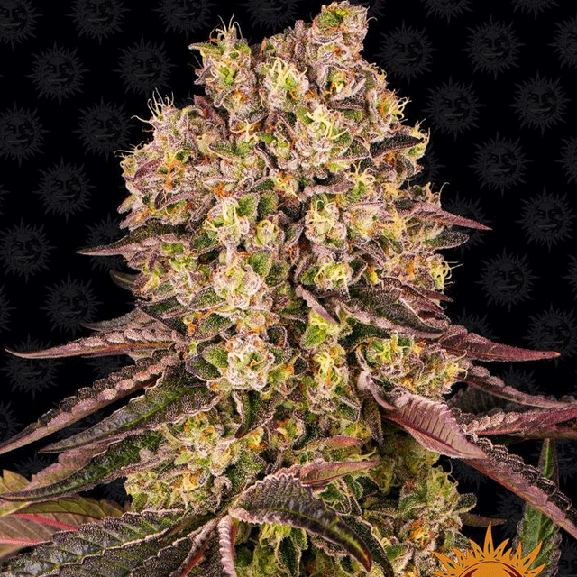 Buy Barneys Farm Seeds Runtz Muffin FEM