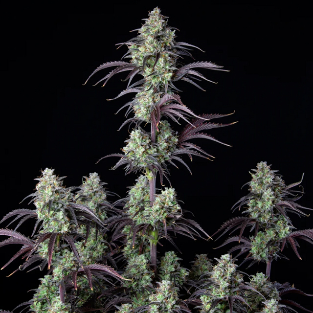 Buy Fast Buds Seeds Mimosa Cake Auto  FEM