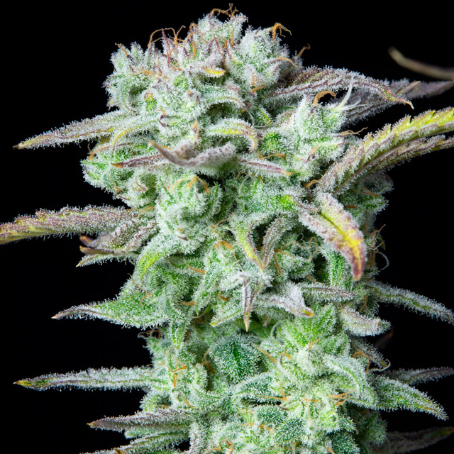 Buy Fast Buds Seeds Strawberry Banana Auto  FEM