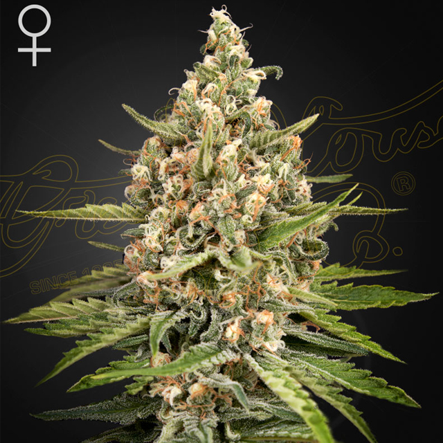 Buy Green House Seeds Bubba Slush FEM