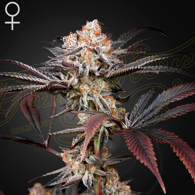 Buy Green House Seeds Wonder Pie FEM