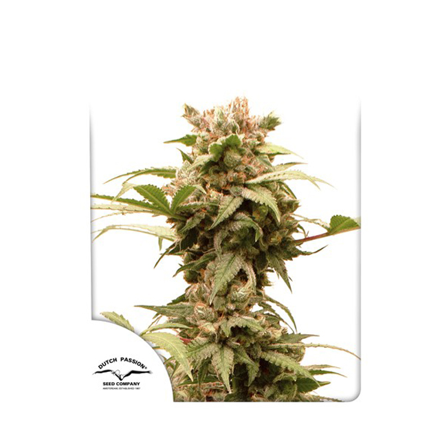 Buy Dutch Passion Seeds Auto CBG Force FEM