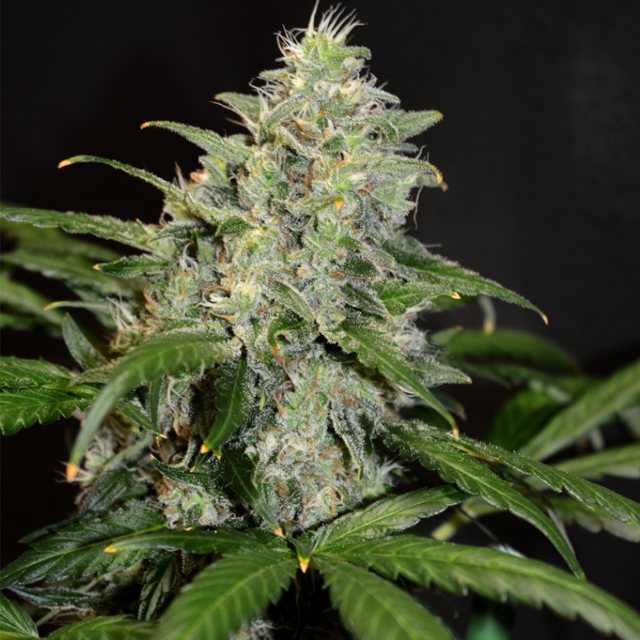 Buy Greenbud Seeds Black Gold FEM
