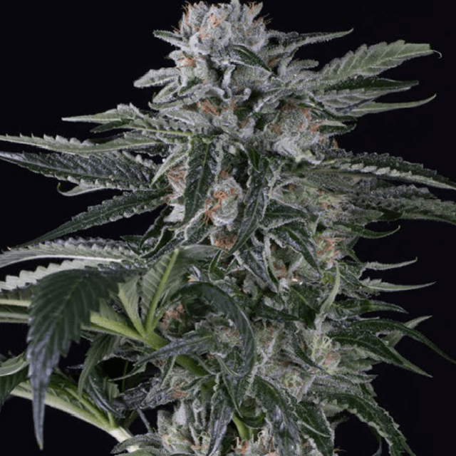 Buy Silent Seeds Auto Moby Dick  FEM