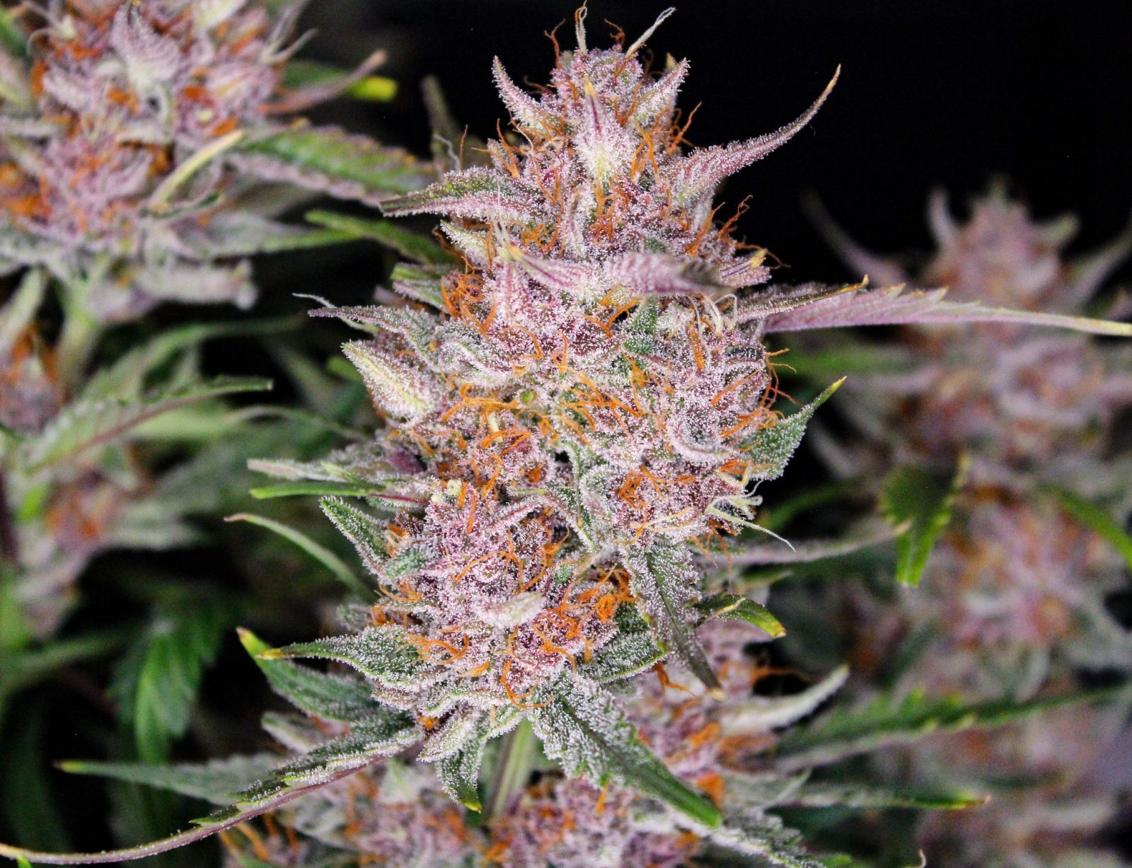 Buy Fast Buds Seeds Gorilla Punch Auto FEM