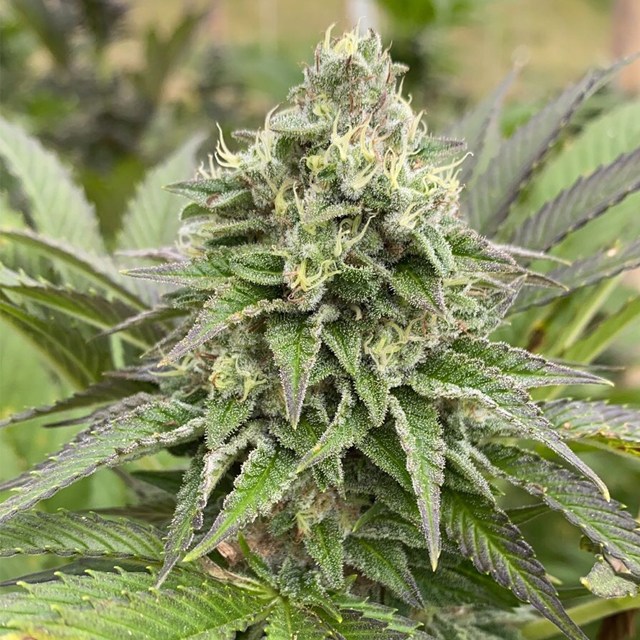 Buy Kannabia Seeds Dream Sherbet Auto FEM