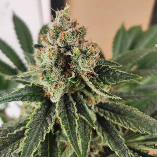 Buy Kannabia Seeds Break Up Cake FEM