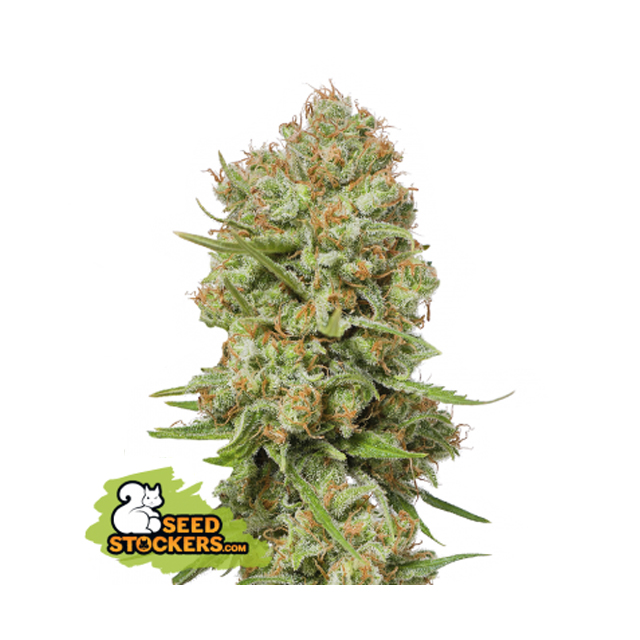 Buy Original Sensible Seeds  Green Crack FEM
