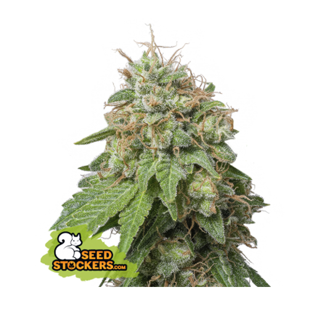 Buy Original Sensible Seeds  Green Crack Auto FEM