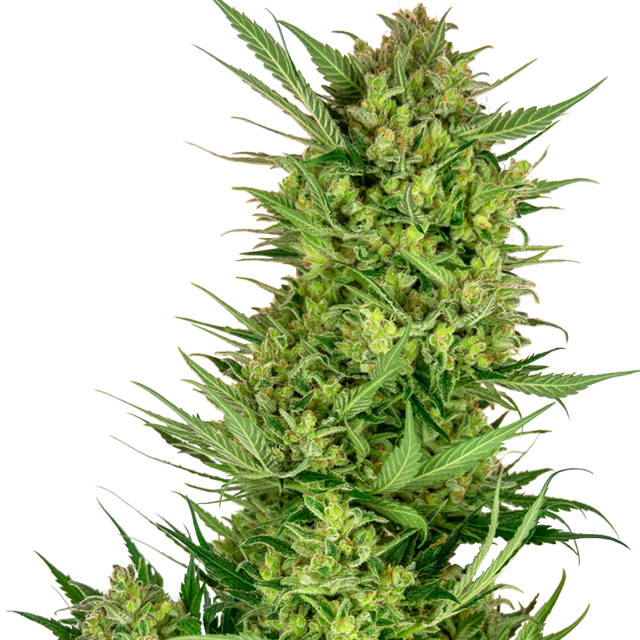 Buy Sensi Seeds Research Buttercream Gelato FEM