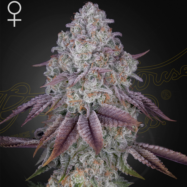 Buy Green House Seeds Persian Pie FEM Buy Green House Seeds Persian Pie FEM