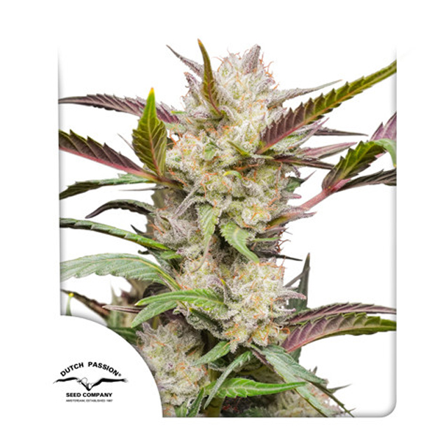 Buy Dutch Passion Seeds Auto Mimosa Punch FEM